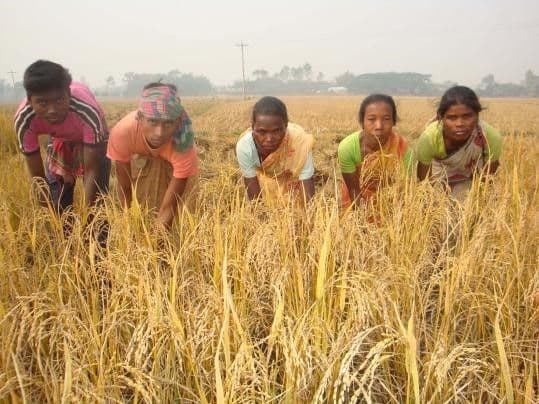 WOMEN FARMERS WORKING FOR A FRACTION OF THE PAY MEN GET